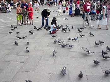 for the younger tourists, pigeon chasing is still a popular and accessible diversion during a visit to St. Marks Square (piazza S. Marco).